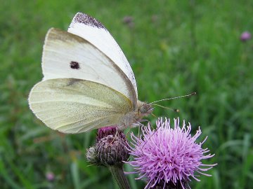 Pieris rapae