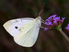 Cabbage White