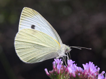 Cabbage White