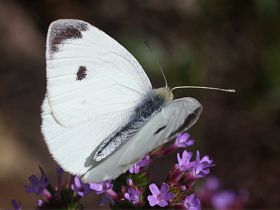 Cabbage White