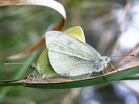 Cabbage White