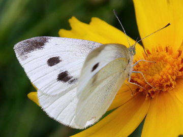 Cabbage White