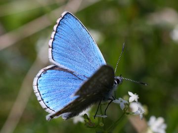 Polyommatus bellargus