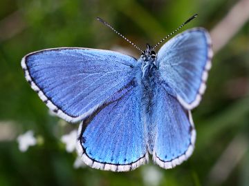 Polyommatus bellargus