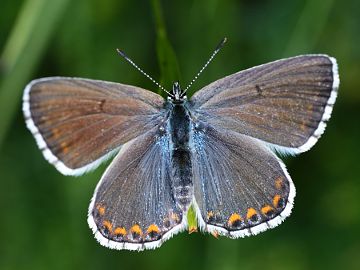 Polyommatus bellargus