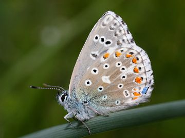 Polyommatus bellargus