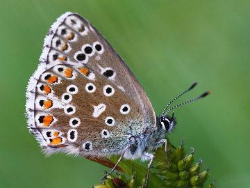 Polyommatus bellargus