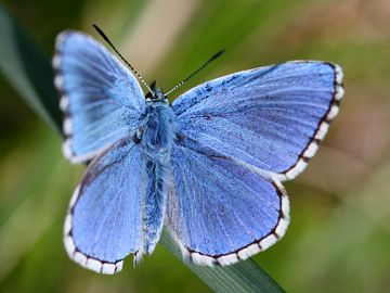 Polyommatus bellargus