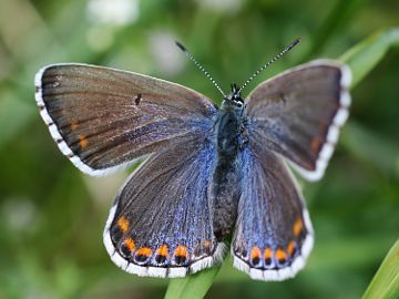 Polyommatus bellargus