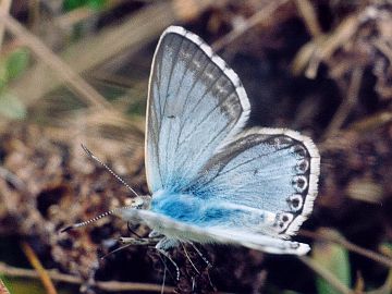 Silbergrüner Bläuling (Polyommatus coridon)