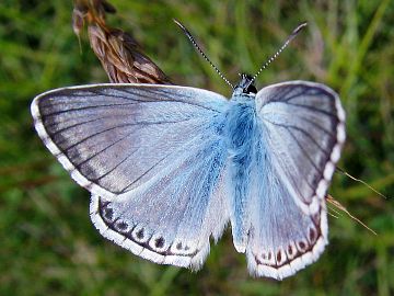 Silbergrüner Bläuling (Polyommatus coridon)