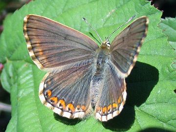 Silbergrüner Bläuling (Polyommatus coridon)