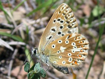 Silbergrüner Bläuling (Polyommatus coridon)