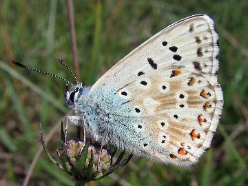 Silbergrüner Bläuling (Polyommatus coridon)