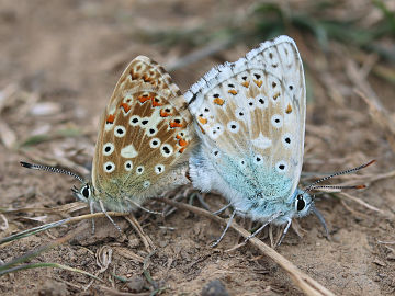 Silbergrüner Bläuling (Polyommatus coridon)