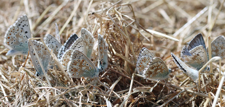 Silbergrüner Bläuling (Polyommatus coridon)