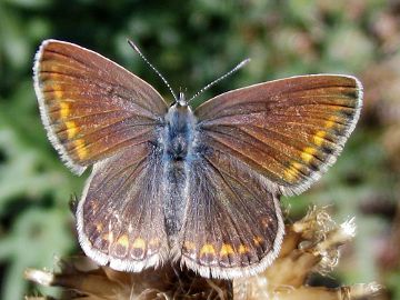 Hauhechel-Bläuling (Polyommatus icarus)