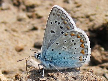 Hauhechel-Bläuling (Polyommatus icarus)