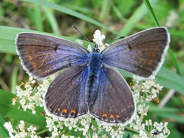 Hauhechel-Bläuling (Polyommatus icarus)