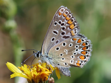 Hauhechel-Bläuling (Polyommatus icarus)