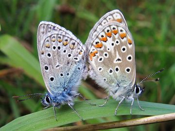 Hauhechel-Bläuling (Polyommatus icarus)