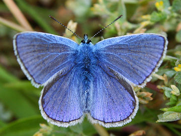 Hauhechel-Bläuling (Polyommatus icarus)