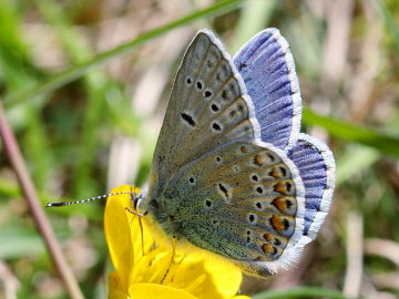 Hauhechel-Bläuling (Polyommatus icarus)