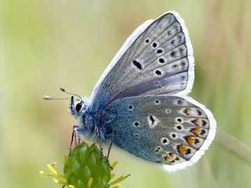 Hauhechel-Bläuling (Polyommatus icarus)