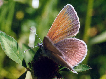 Polyommatus semiargus