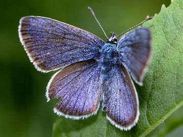 Polyommatus semiargus