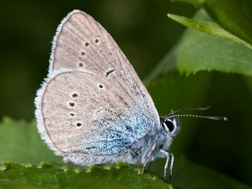 Polyommatus semiargus