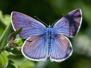 Polyommatus semiargus