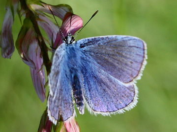 Esparsetten-Bläuling (Polyommatus thersites)