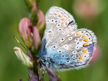 Esparsetten-Bläuling (Polyommatus thersites) Esparsetten-Bläuling (Polyommatus thersites)