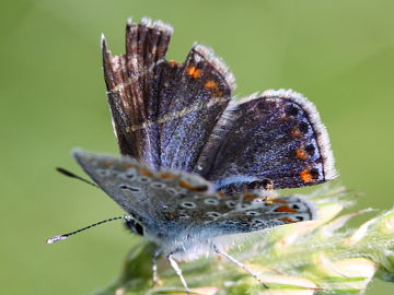 Esparsetten-Bläuling (Polyommatus thersites)