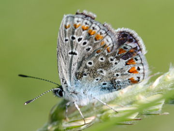Esparsetten-Bläuling (Polyommatus thersites) Esparsetten-Bläuling (Polyommatus thersites)