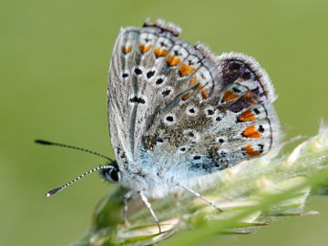 Esparsetten-Bläuling (Polyommatus thersites)