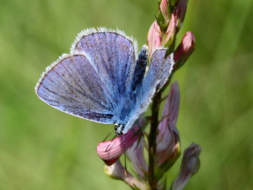 Esparsetten-Bläuling (Polyommatus thersites)