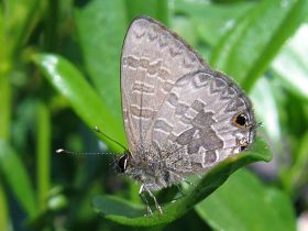 Short-tailed Line Blue