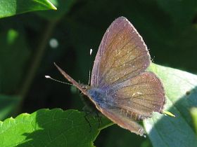 Short-tailed Line Blue