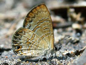 Short-tailed Line Blue