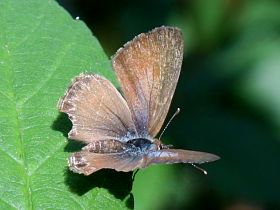 Short-tailed Line Blue