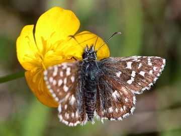 Pyrgus malvae Pyrgus malvae