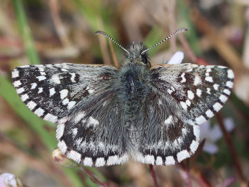 Pyrgus malvoides