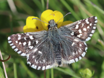 Pyrgus malvae Pyrgus malvae
