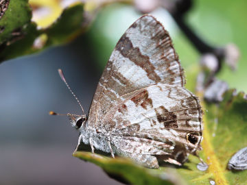Sahulana scintillata