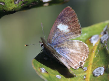 Sahulana scintillata