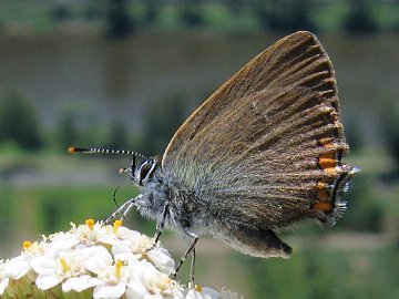 Akazienzipfelfalter