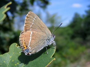 Schlehenzipfelfalter