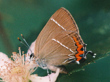 Ulmenzipfelfalter (Satyrium w-album)